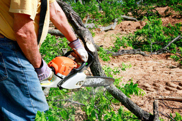 Trusted Mcfarland, CA Tree Service Experts